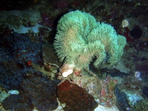 OLYMPUS DIGITAL CAMERA OLYMPUS DIGITAL CAMERA