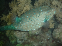 DSC06300