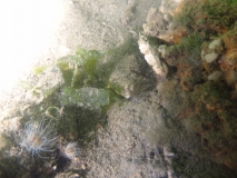 chercherlepoisson