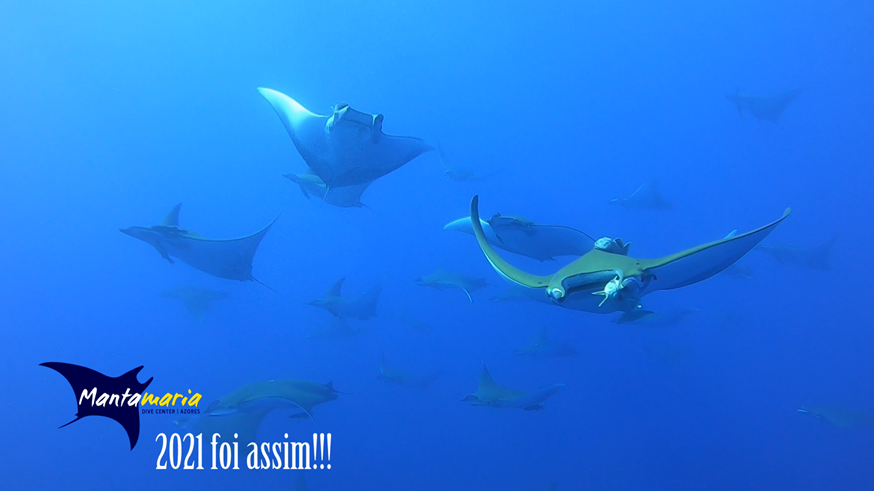 Mobulas aux Açores